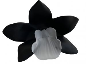 Orchidee black