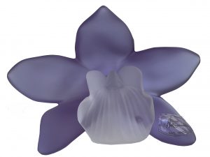 Orchidee purple clear pistil